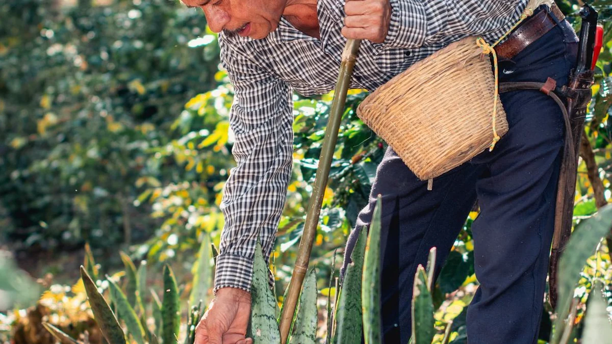 From Coffee Trees to Green Beans: How Coffee Farming Really Works