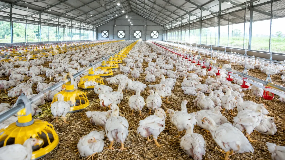 Modern Broiler Farming Practices for Healthier Flocks