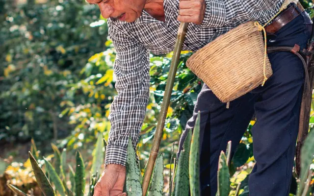 From Coffee Trees to Green Beans: How Coffee Farming Really Works