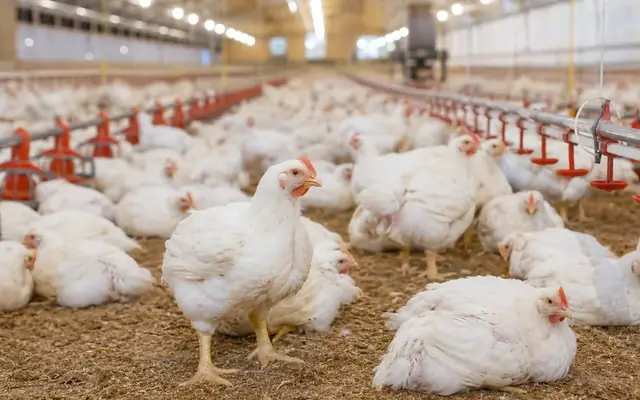 What Is Broiler Chicken? A Practical Guide to Poultry in the Food Supply Chain