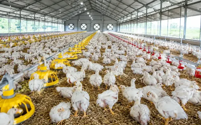 Modern Broiler Farming Practices for Healthier Flocks